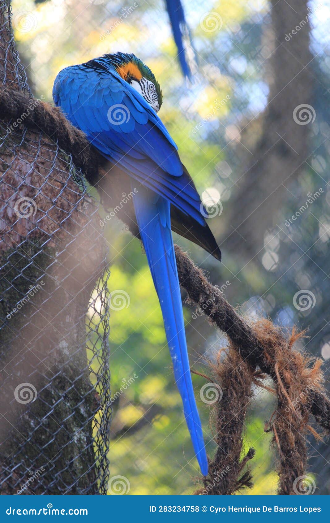 blue and yellow macaw preening