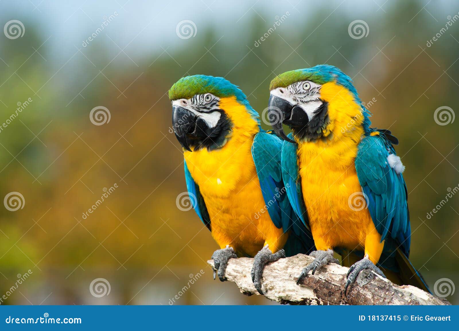 blue and yellow macaws (ara ararauna)