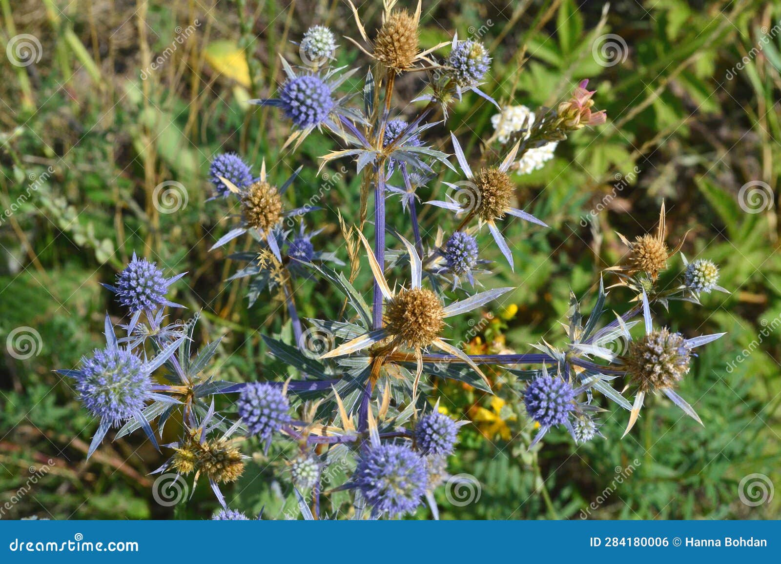 Blue and Yellow Plant on the Field Stock Photo Image of florist