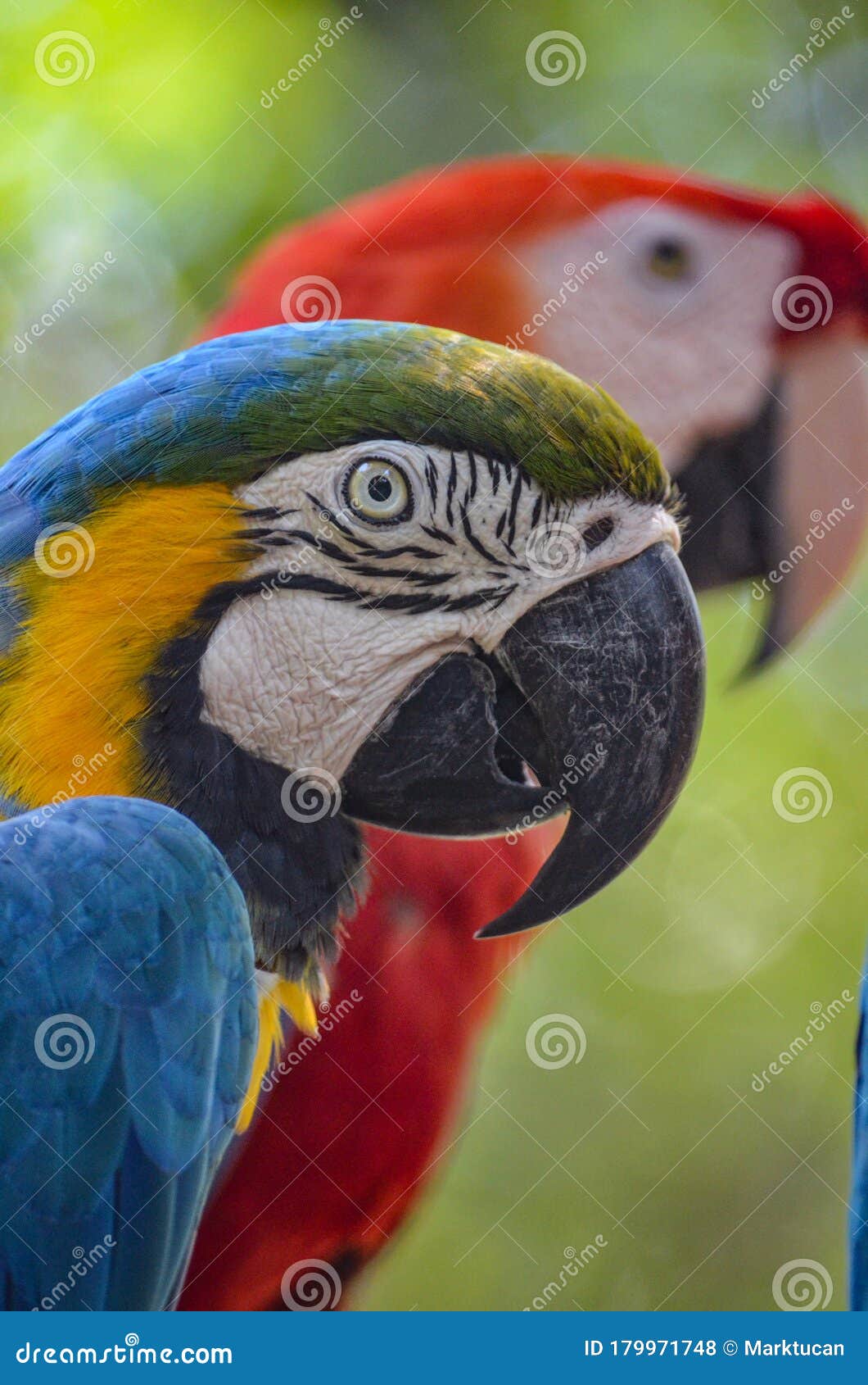 Blue Yellow And Red Macaws In The Amazon Rainforest Stock Photo Image Of Bolivia Brasil Blue Yellow And Red Macaws In The Amazon Rainforest Stock Photo Image Of Bolivia Brasil