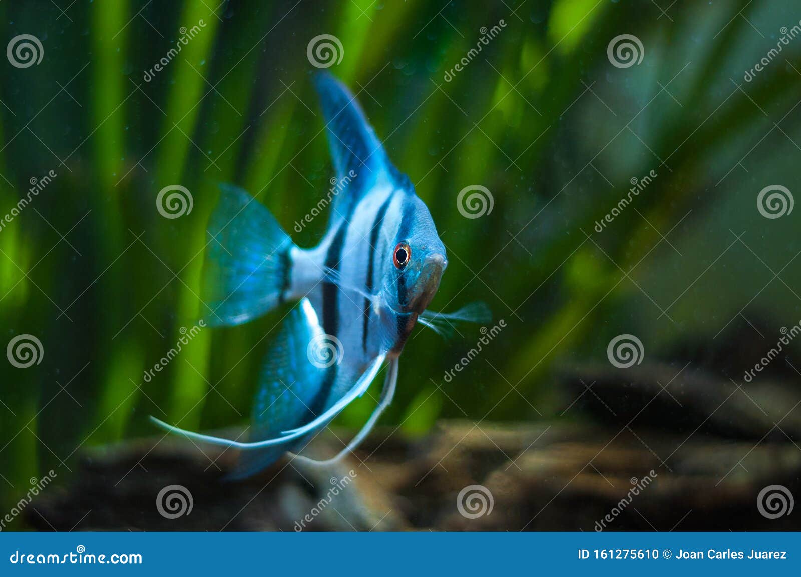 Blue Zebra Angelfish Pterophyllum Scalare And Ram Cichlid