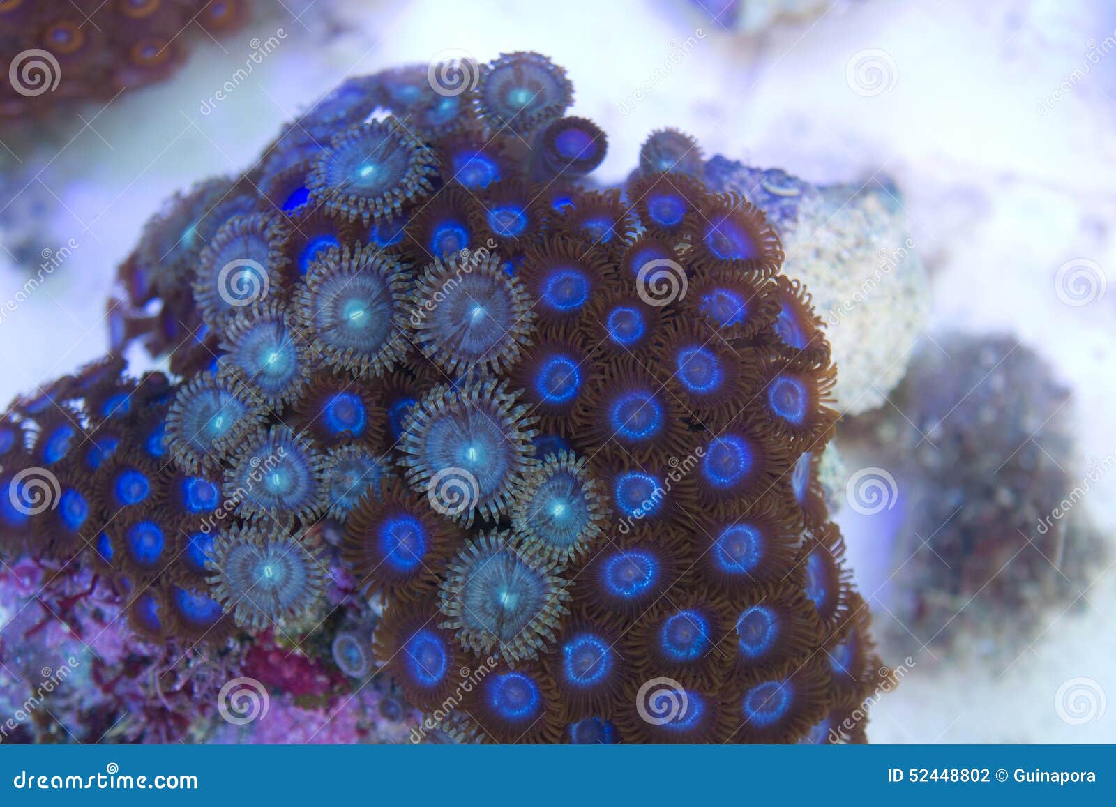 Blue Zoanthid and Palythoa Polyps Coral Colony Stock Photo Image of