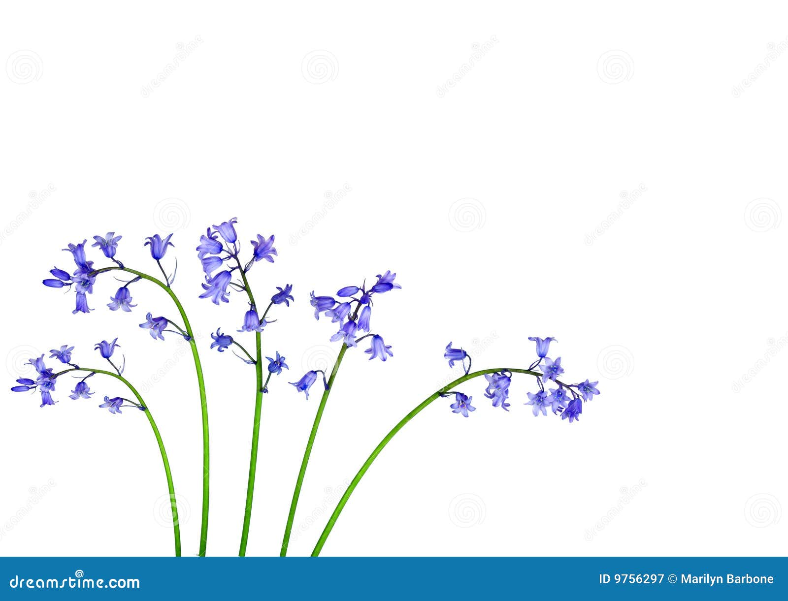 bluebell flower beauty