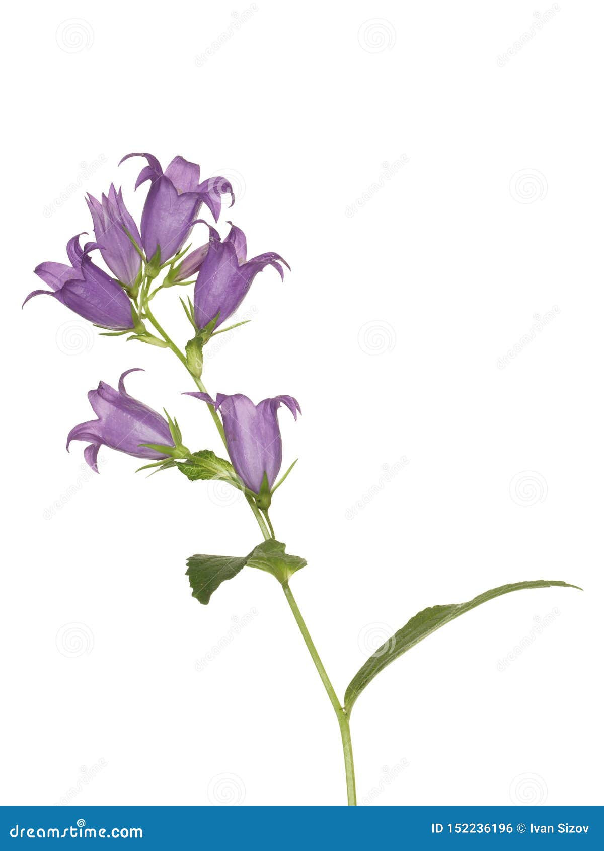 bluebell flower,  on a white background