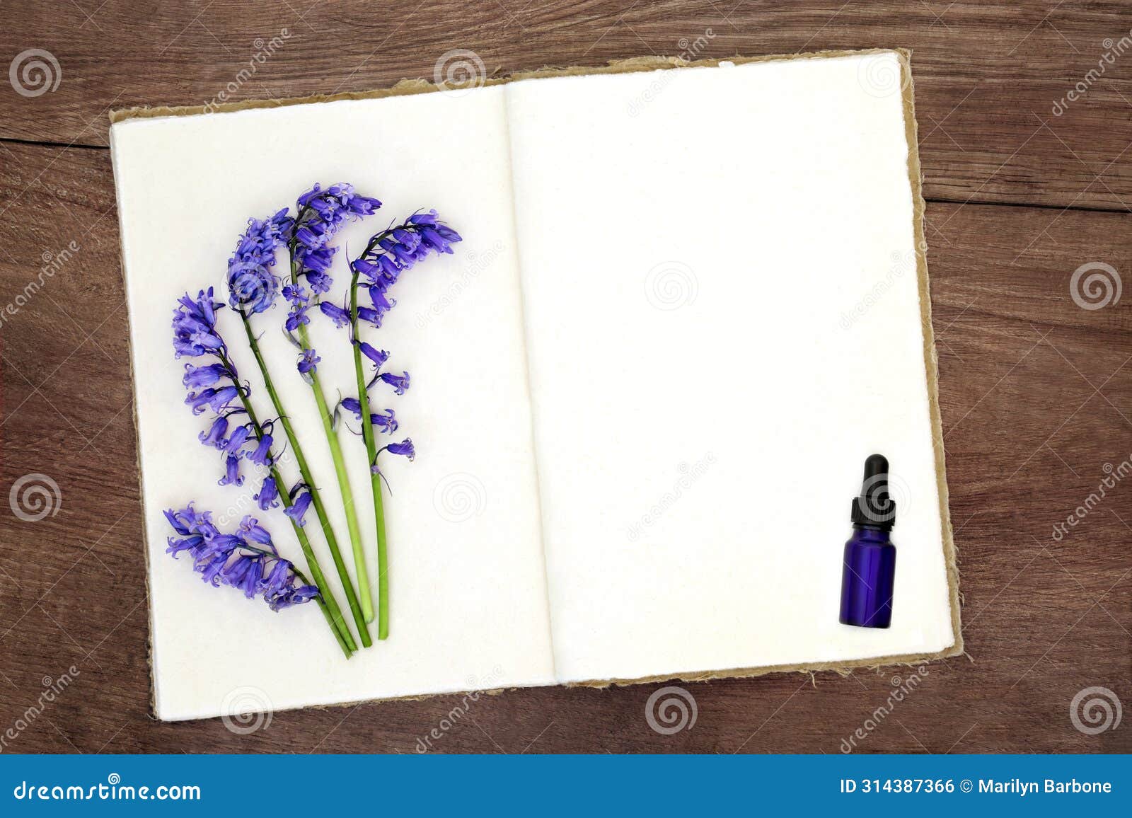 bluebell flowers for naturopathic herbal medicine