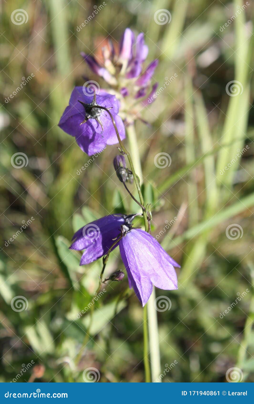 bluebell rear view macro shot in the field among green grass. vertical photo format of a purple flower. awakening of spring and