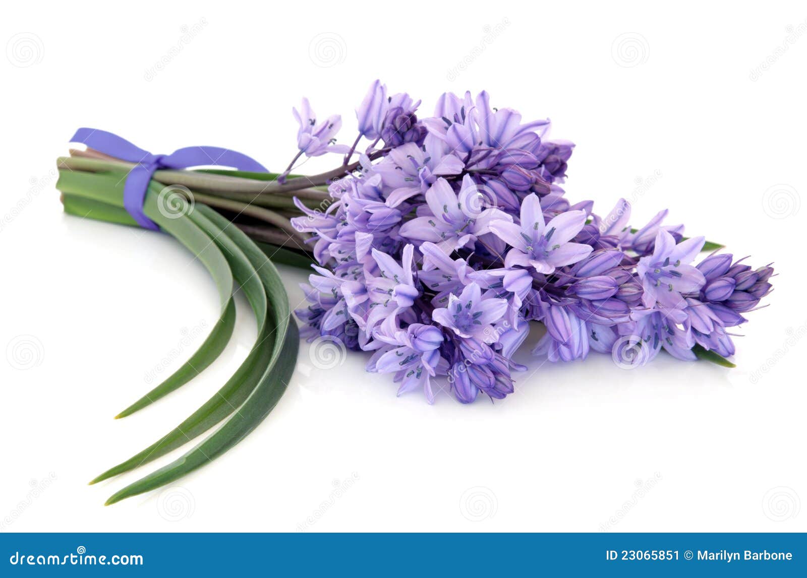 Bluebells Stock Image Image 23065851