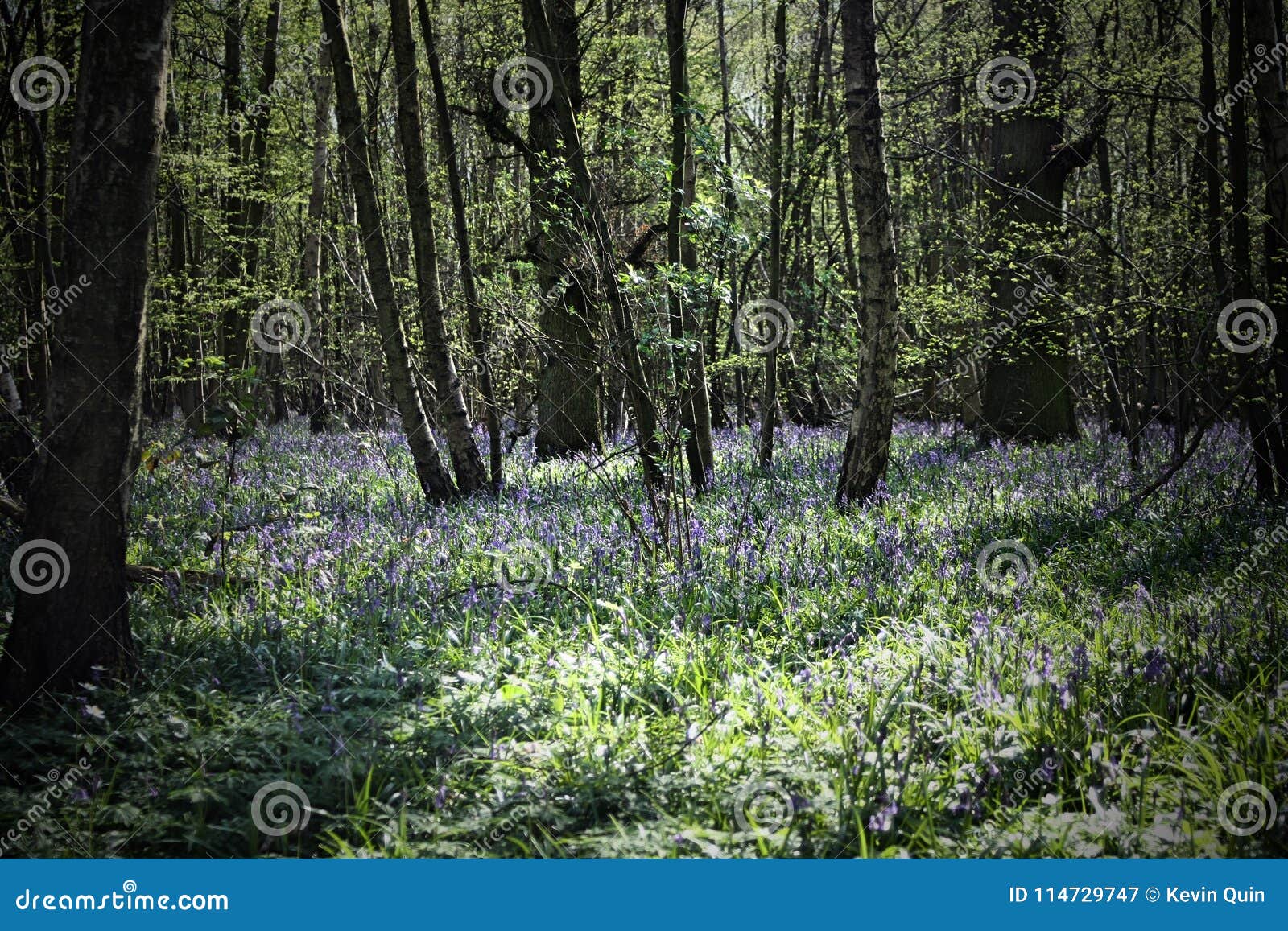 bluebells in forest shadows