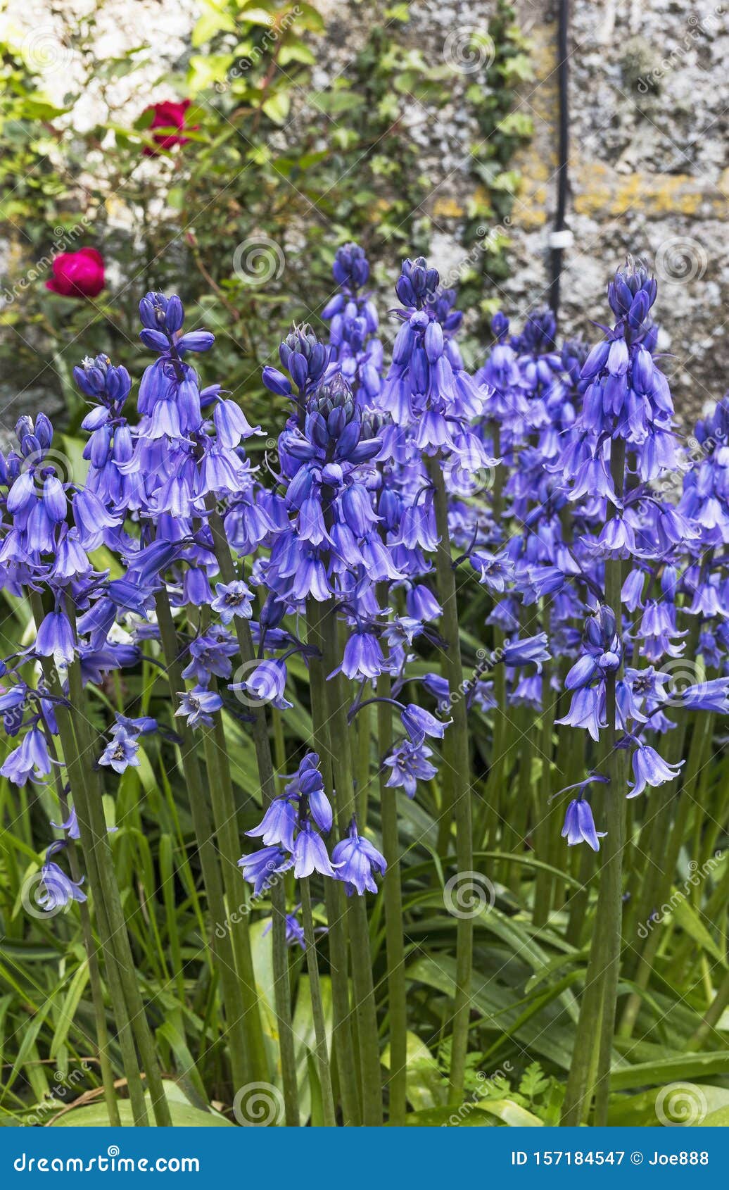 bluebells, hyacinthoides non-scripta in bloom