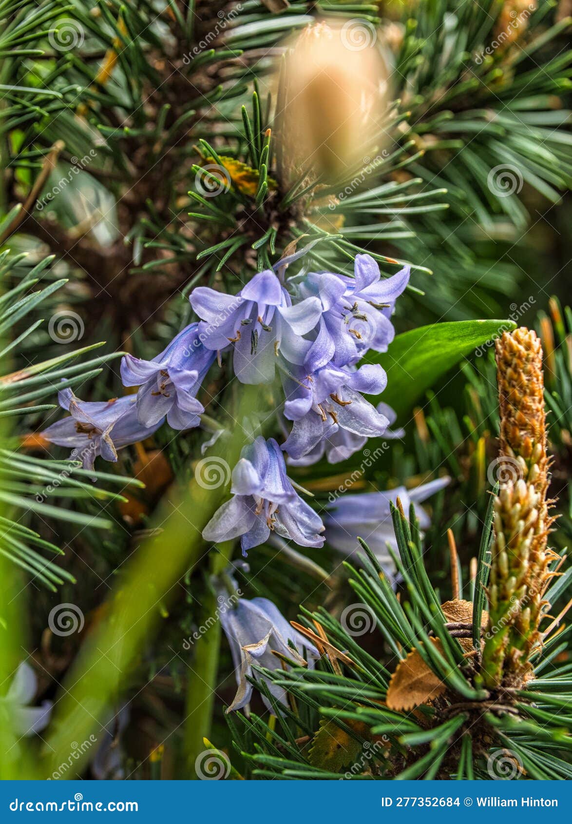 bluebells surrounded by pines.