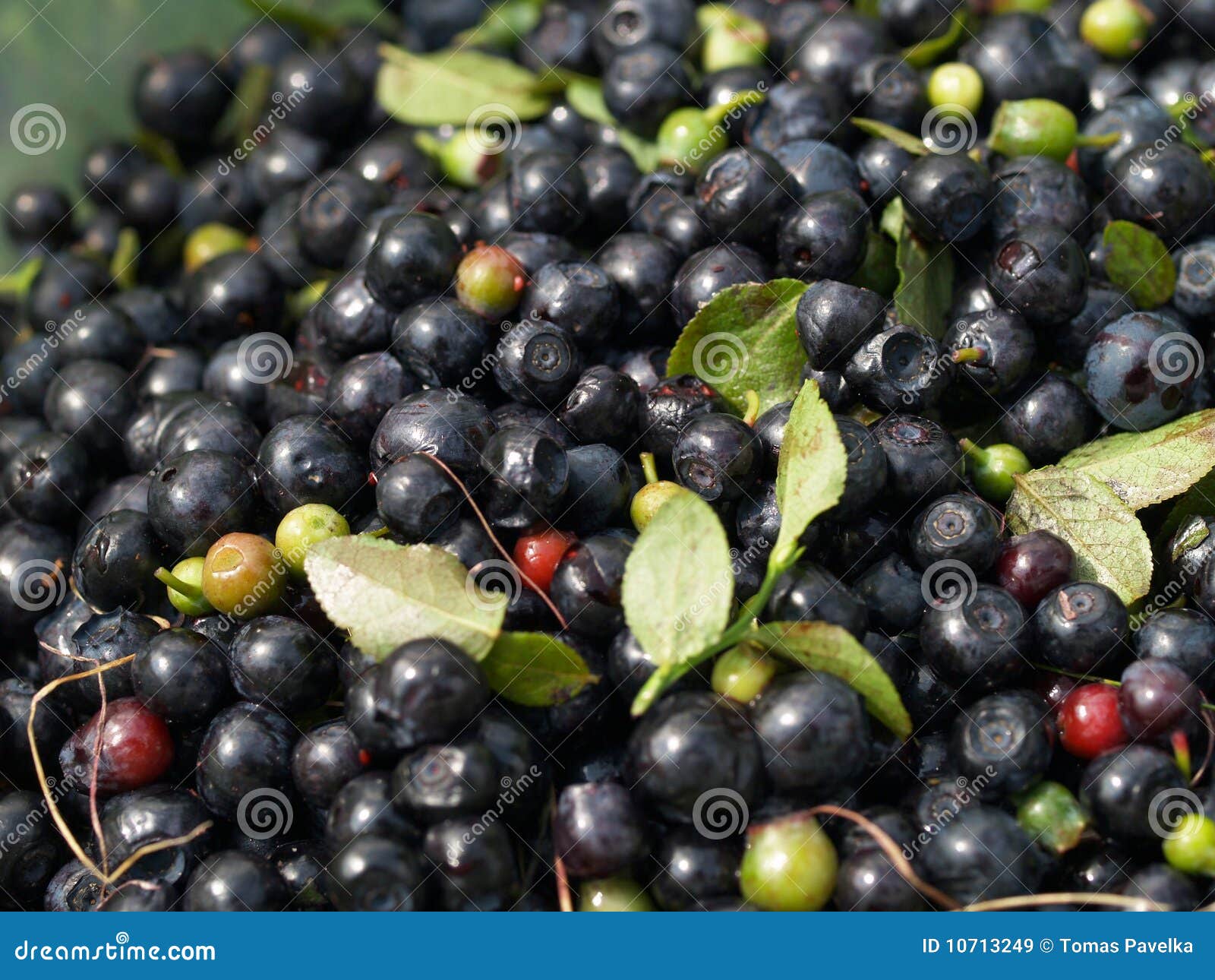 Blueberries stock image. Image of quantity, blue, plant 10713249