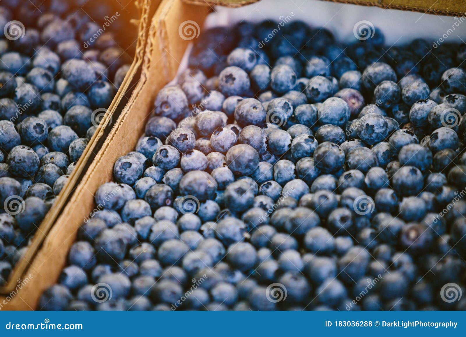 Fresh Blueberries at Farmers` Market Stock Photo Image of healthy