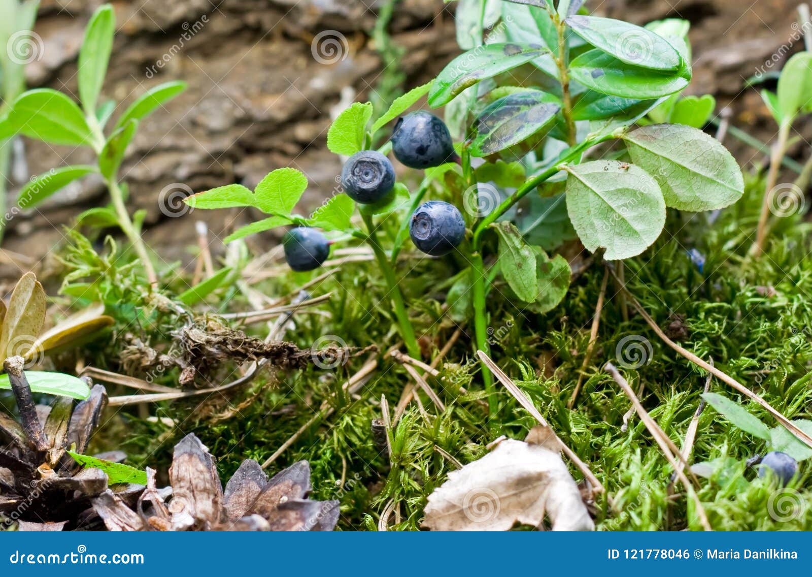 Blueberries Grow in the Forest Stock Photo Image of bilberry, grow