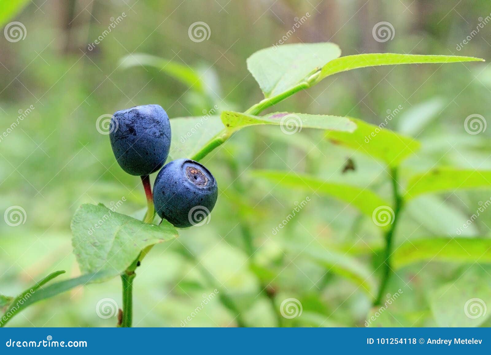 Blueberries Growing on a Branch in the Forest Stock Photo Image of