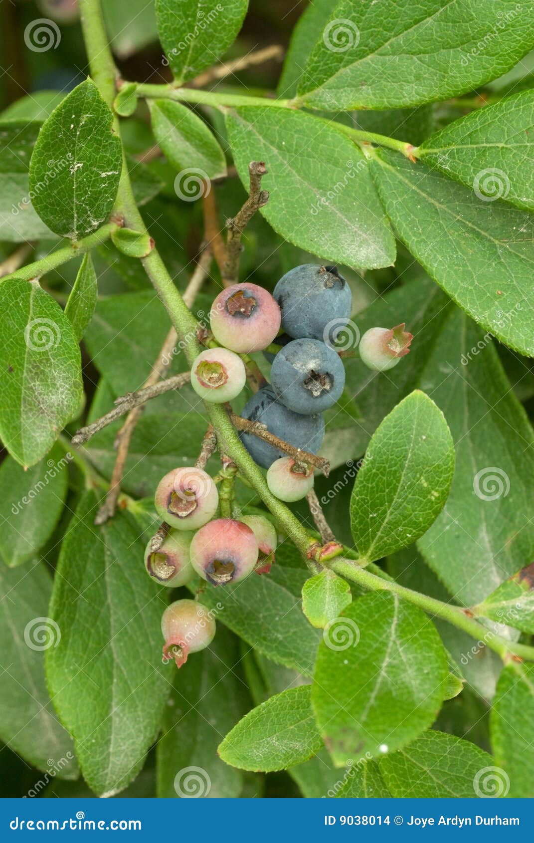 Blueberries Growing in the Wild Stock Photo Image of blueberries