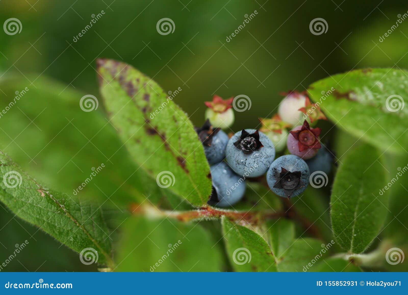 Blueberries Growing in the Wild Stock Image Image of blueberries