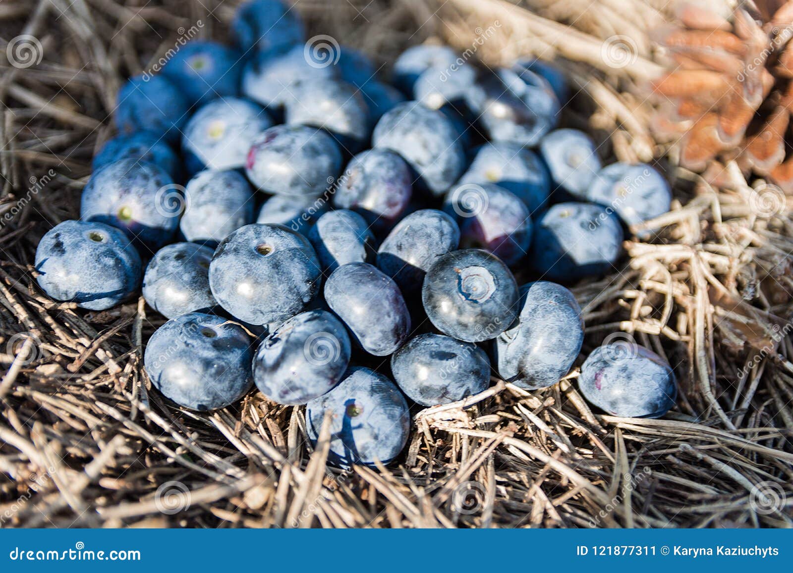 Blueberries on Pine Needles in Tre Forest Stock Image Image of number