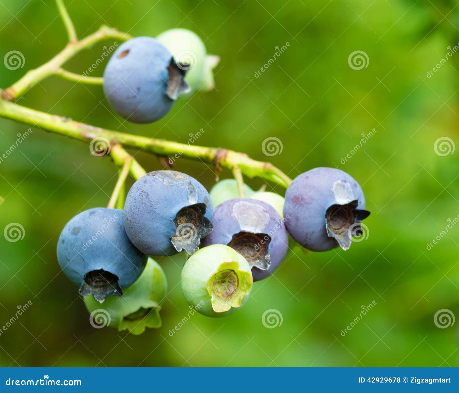 Blueberries Ripening on the Bush Stock Photo Image of ripening, fruit 42929678