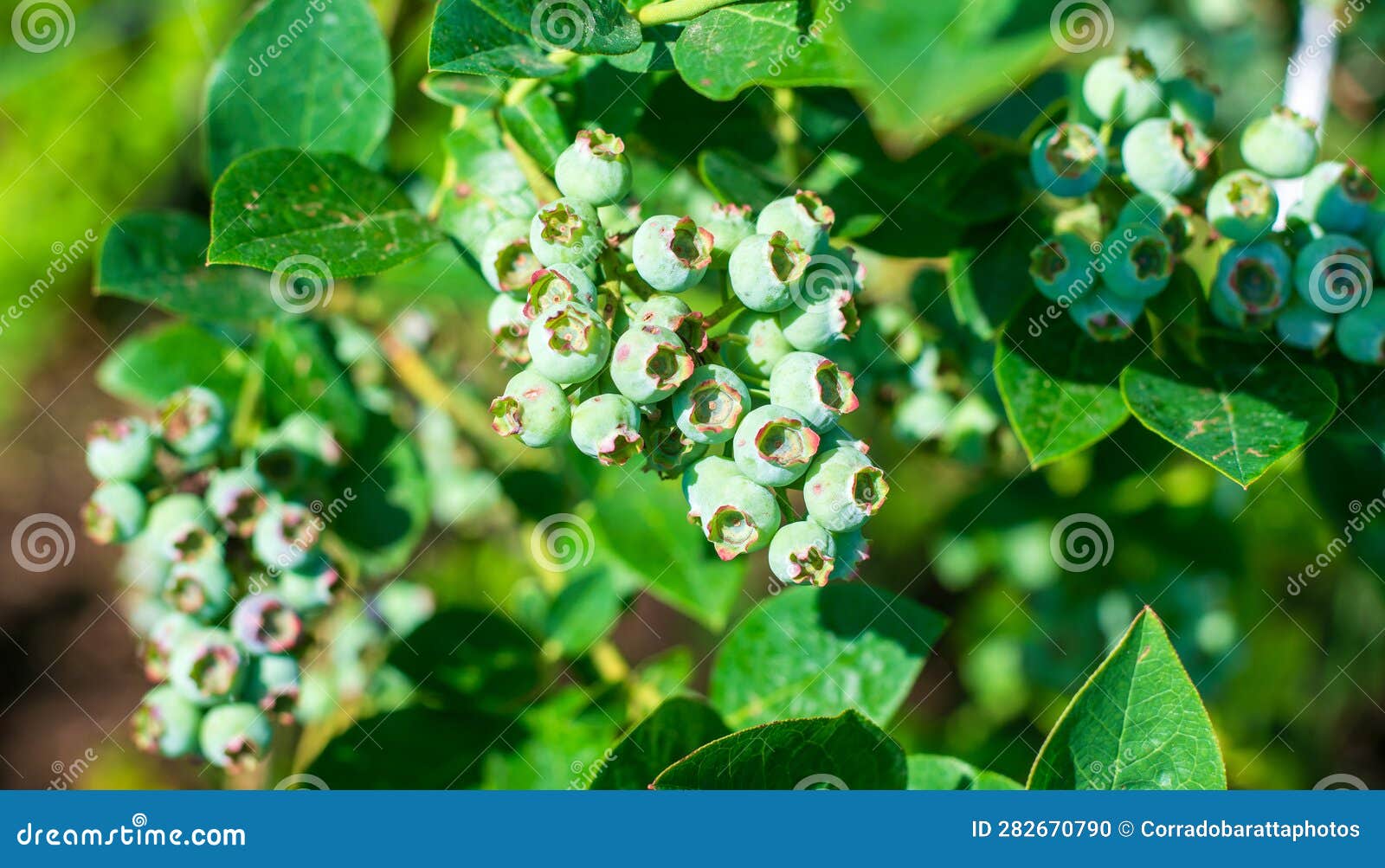Blueberries are Ripening in the Summer Sun Stock Photo Image of