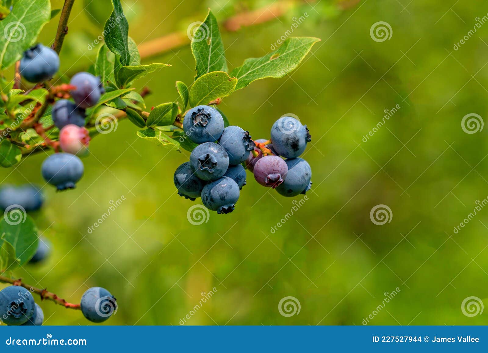 Blueberries on a Vine stock photo. Image of green, agriculture 227527944