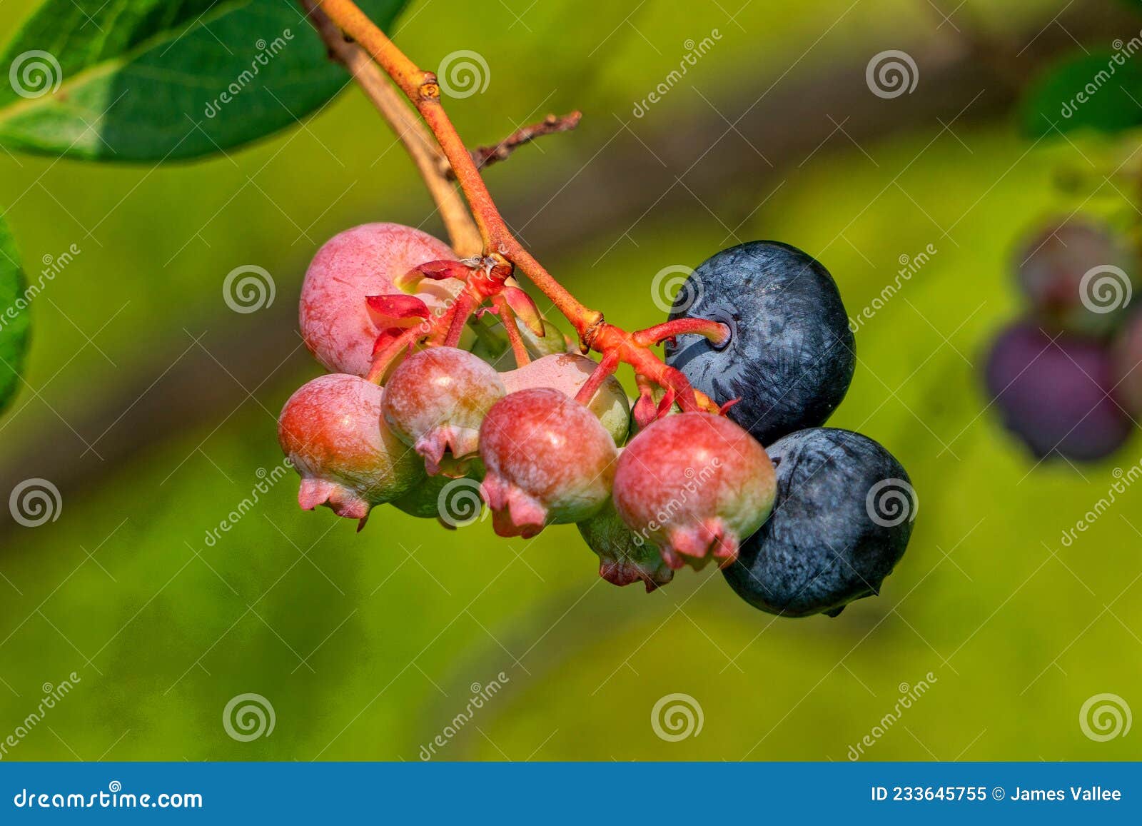 Blueberries on a Vine stock image. Image of berries 233645755