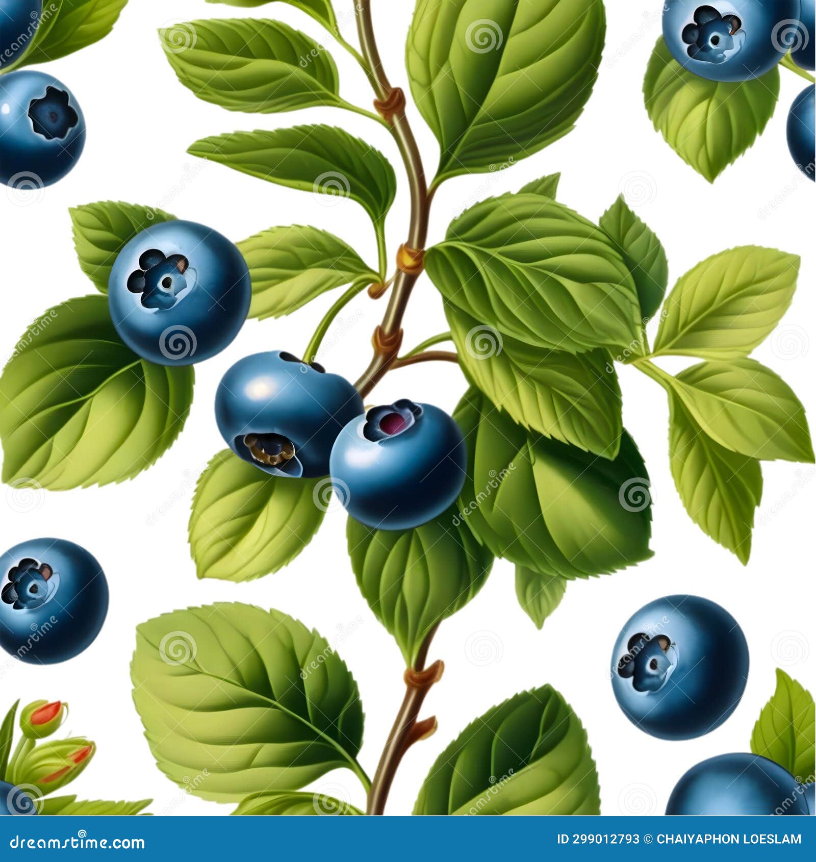 Blueberries Vintage Botanical Card Illustration White Background Stock Image Image Of Health