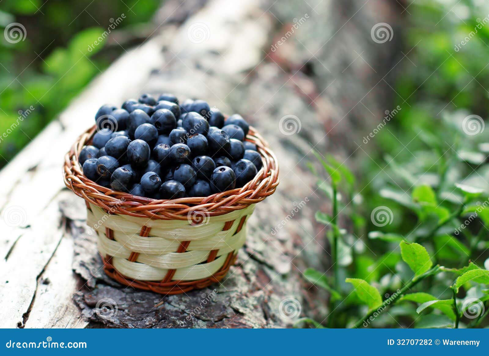 Blueberries from the wood stock photo. Image of dessert 32707282