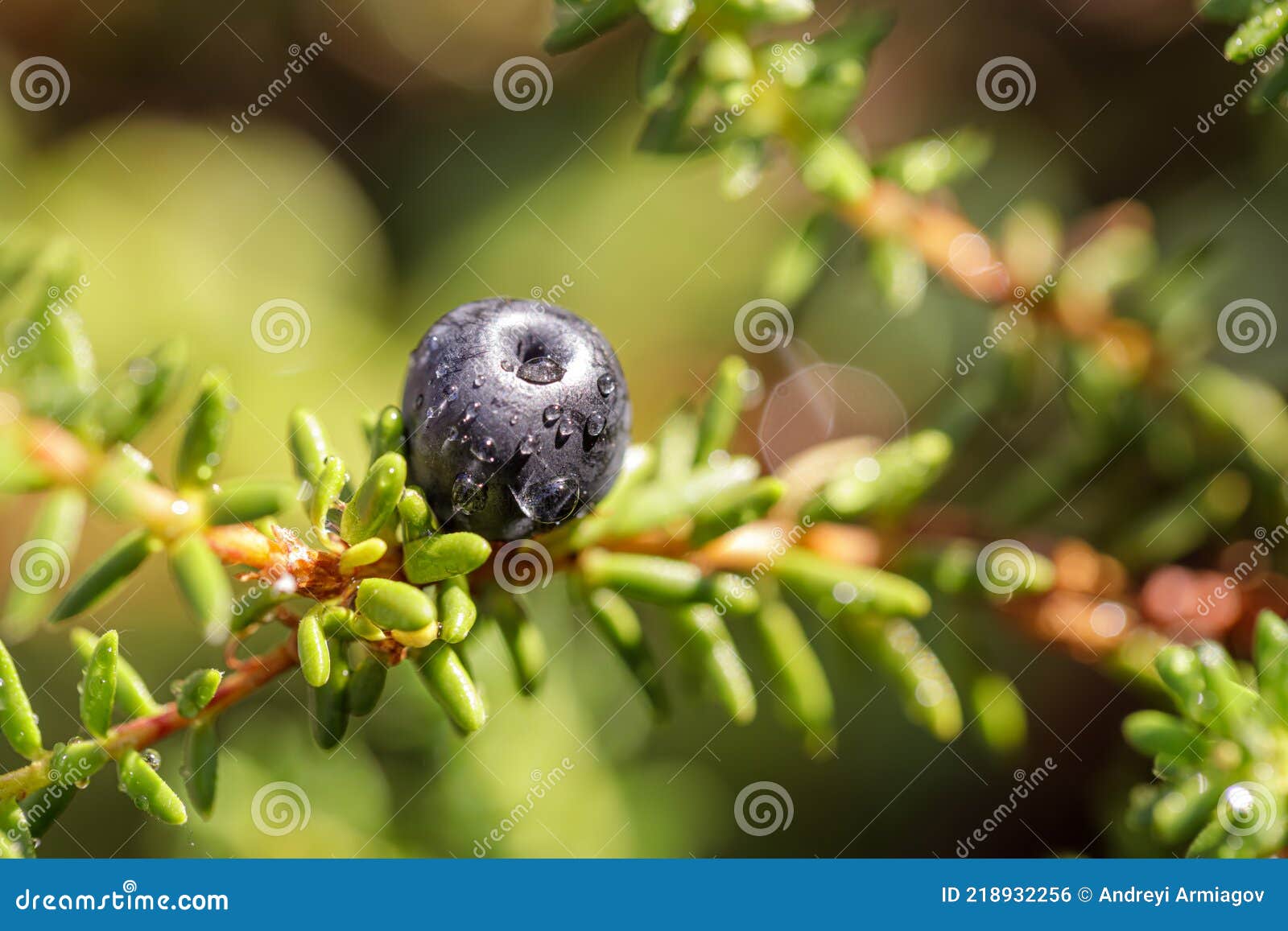 Blueberry Antioxidants on a Background of Norwegian Nature Stock Photo Image of anthocyan