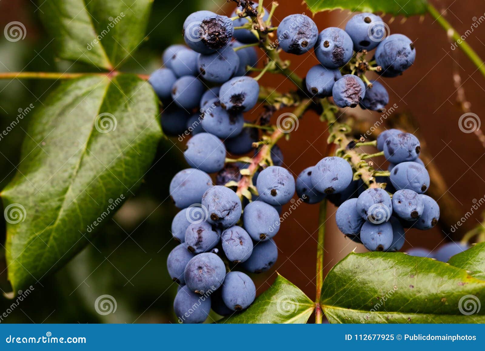 Blueberry, Berry, Fruit, Bilberry Picture. Image 112677925