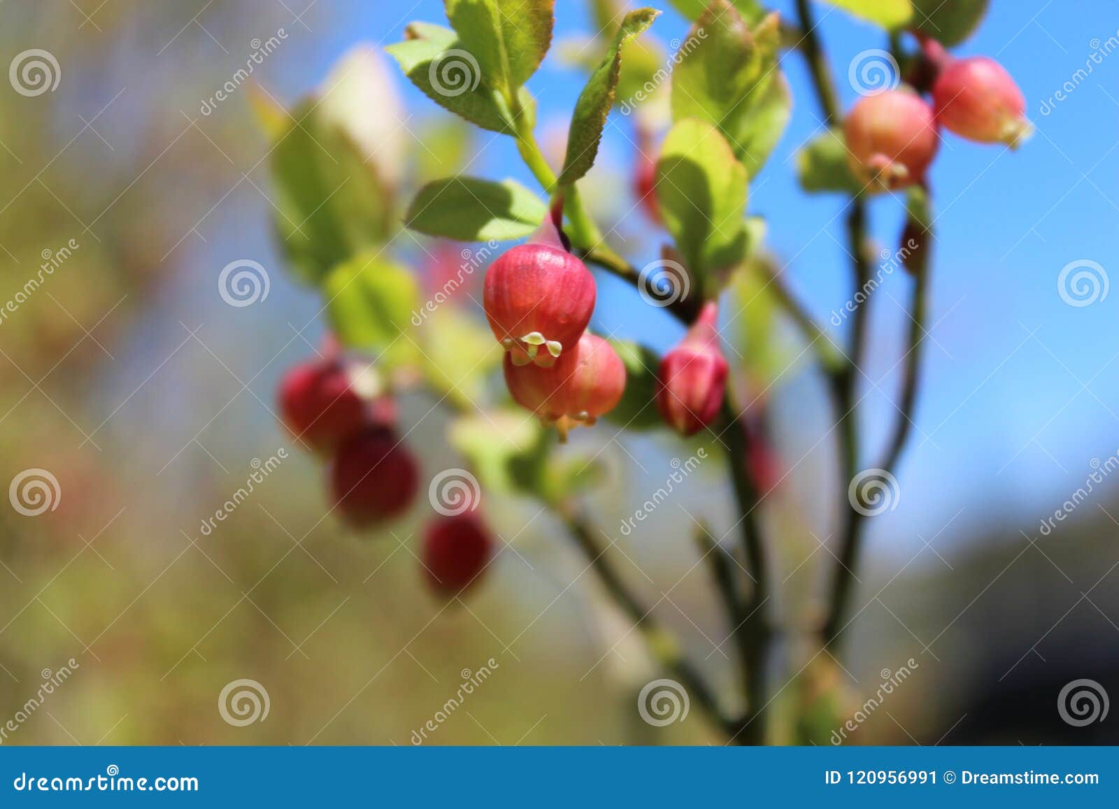 Blueberry bloom stock image. Image of flower, colours 120956991