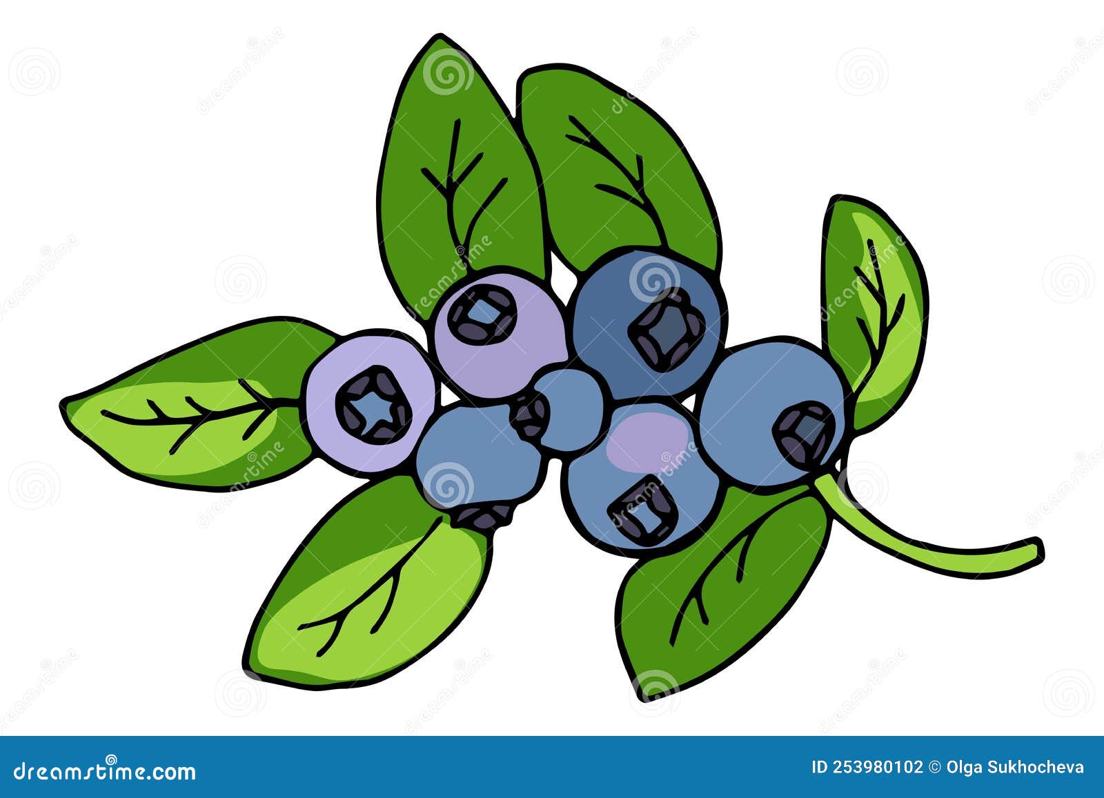 Blueberry Branch Hand Drawn Vector Image Stock Vector Illustration of