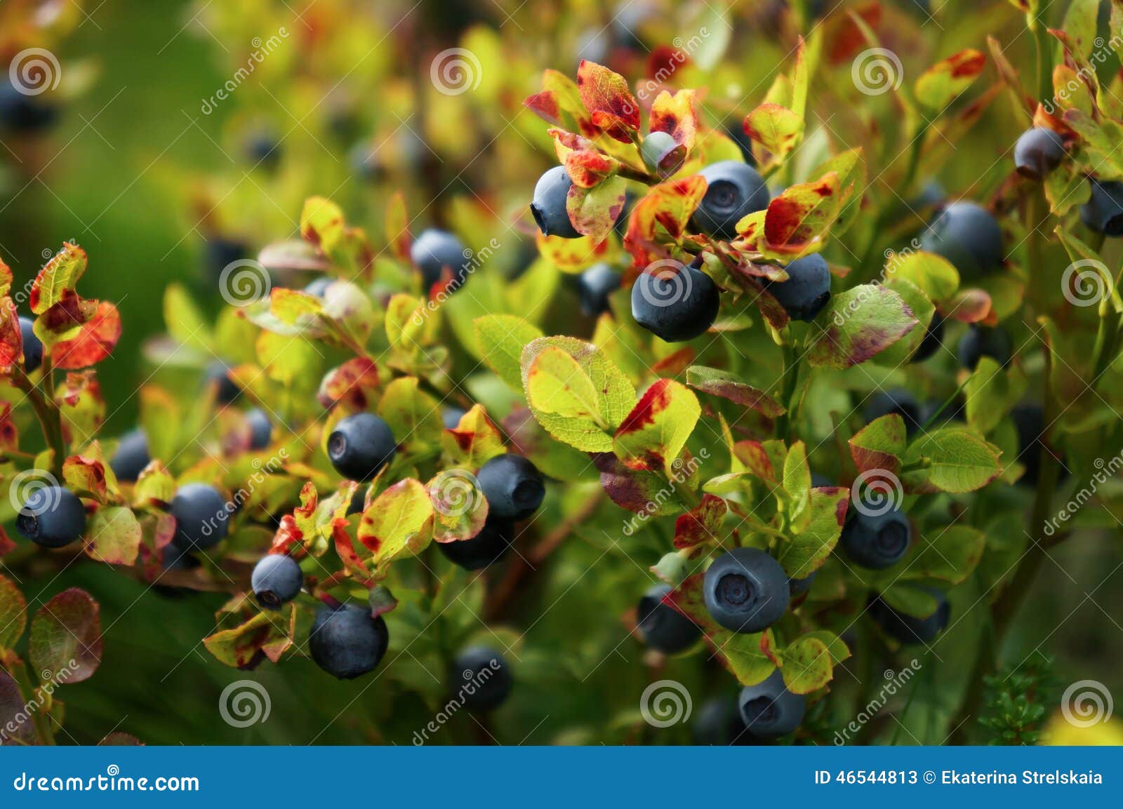 Blueberry Bush with Berries Stock Image Image of close, macro 46544813