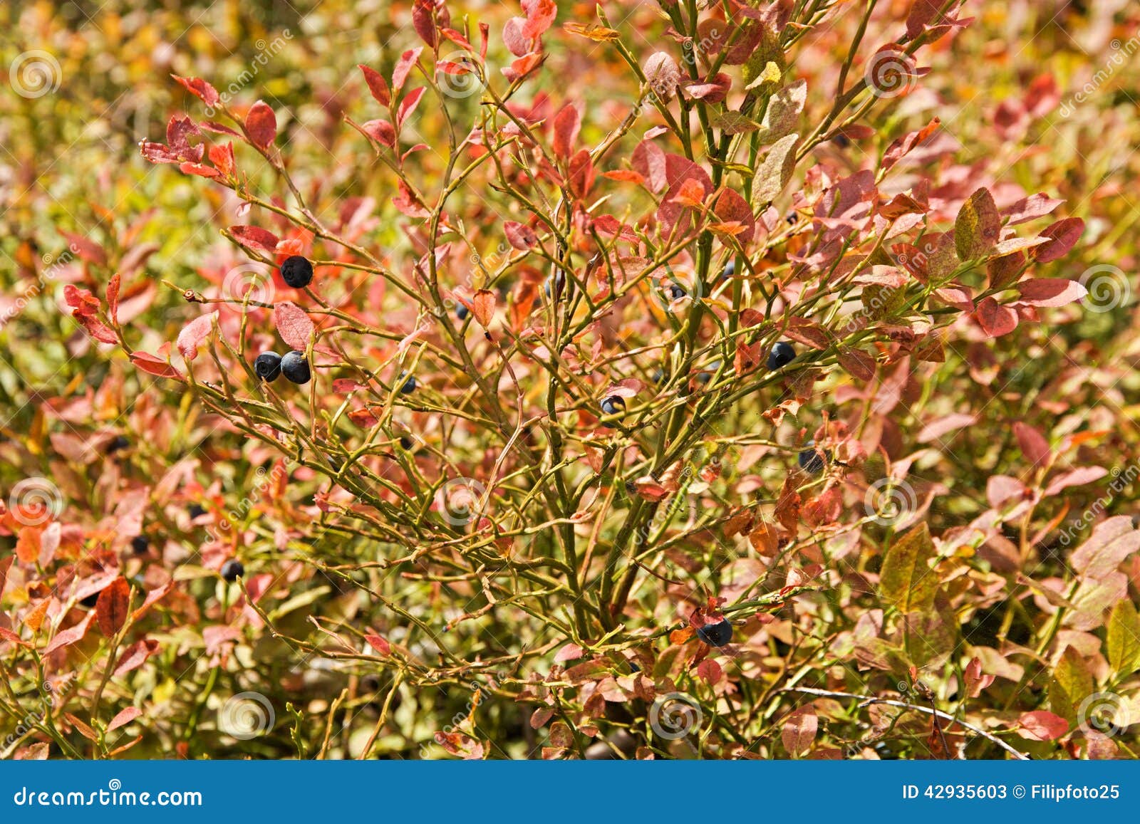 Blueberry bush stock image. Image of fall, ripening, closeup 42935603