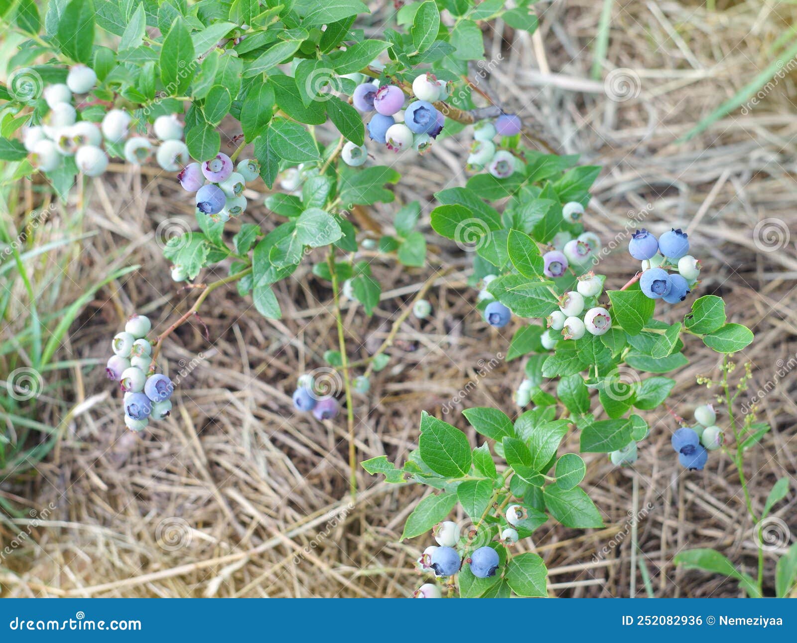 Blueberry Bush Growing in the Forest Stock Photo Image of autumn, organic 252082936