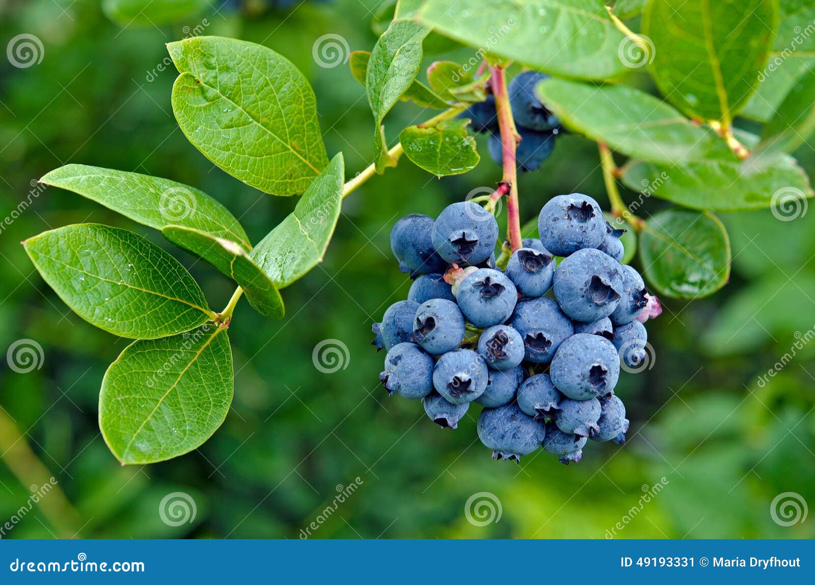 blueberry cluster on bush