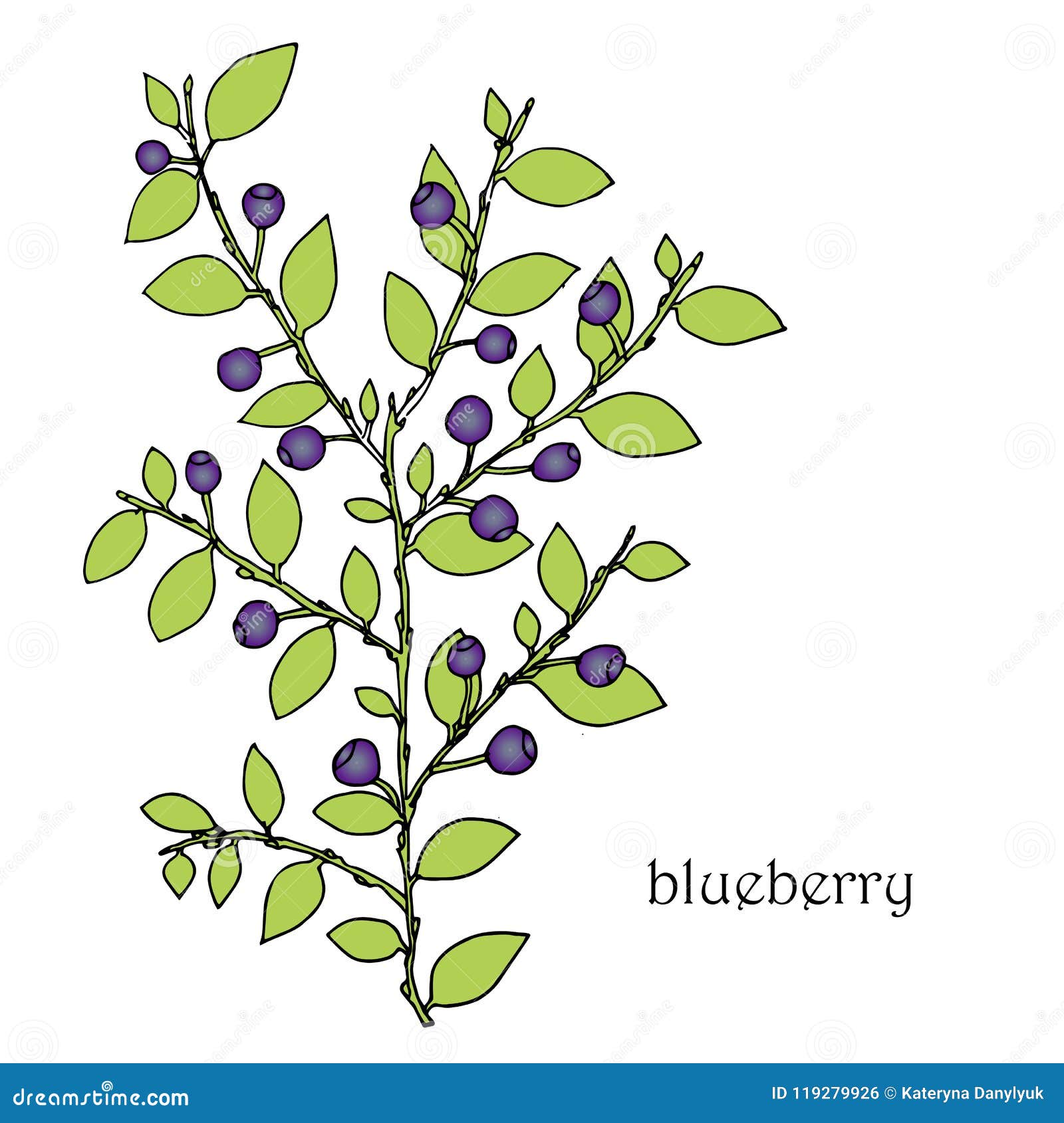  Blueberry Colorful Hand Drawn Sketch Design Element Stock Vector 