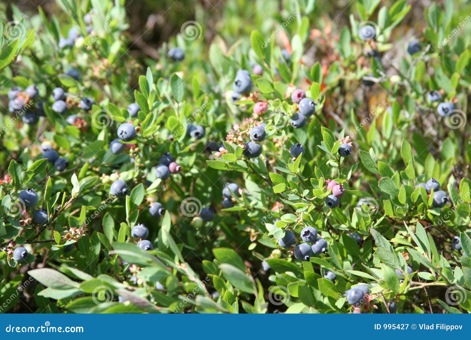 Blueberry field stock image. Image of blueberries, canada 995427