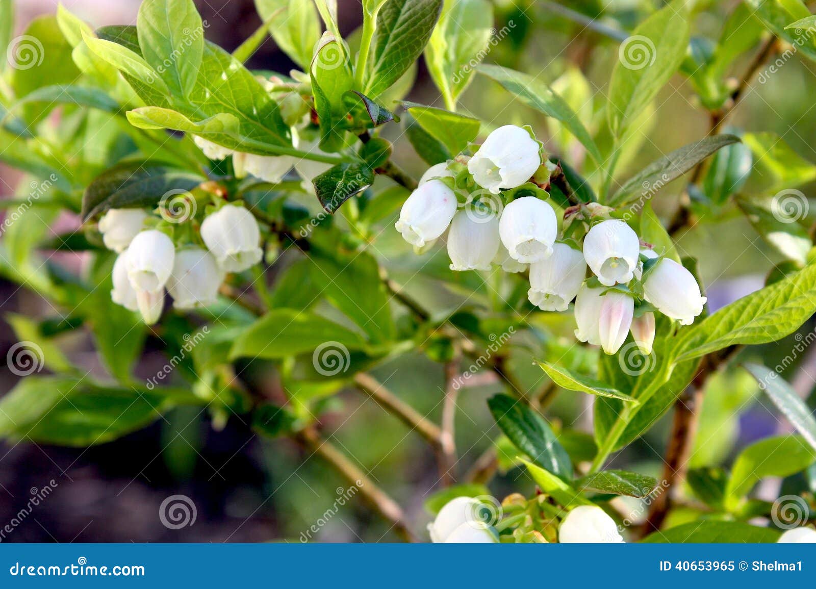 Blueberry Flowers on the Shrub Stock Image Image of fruit, ingredient