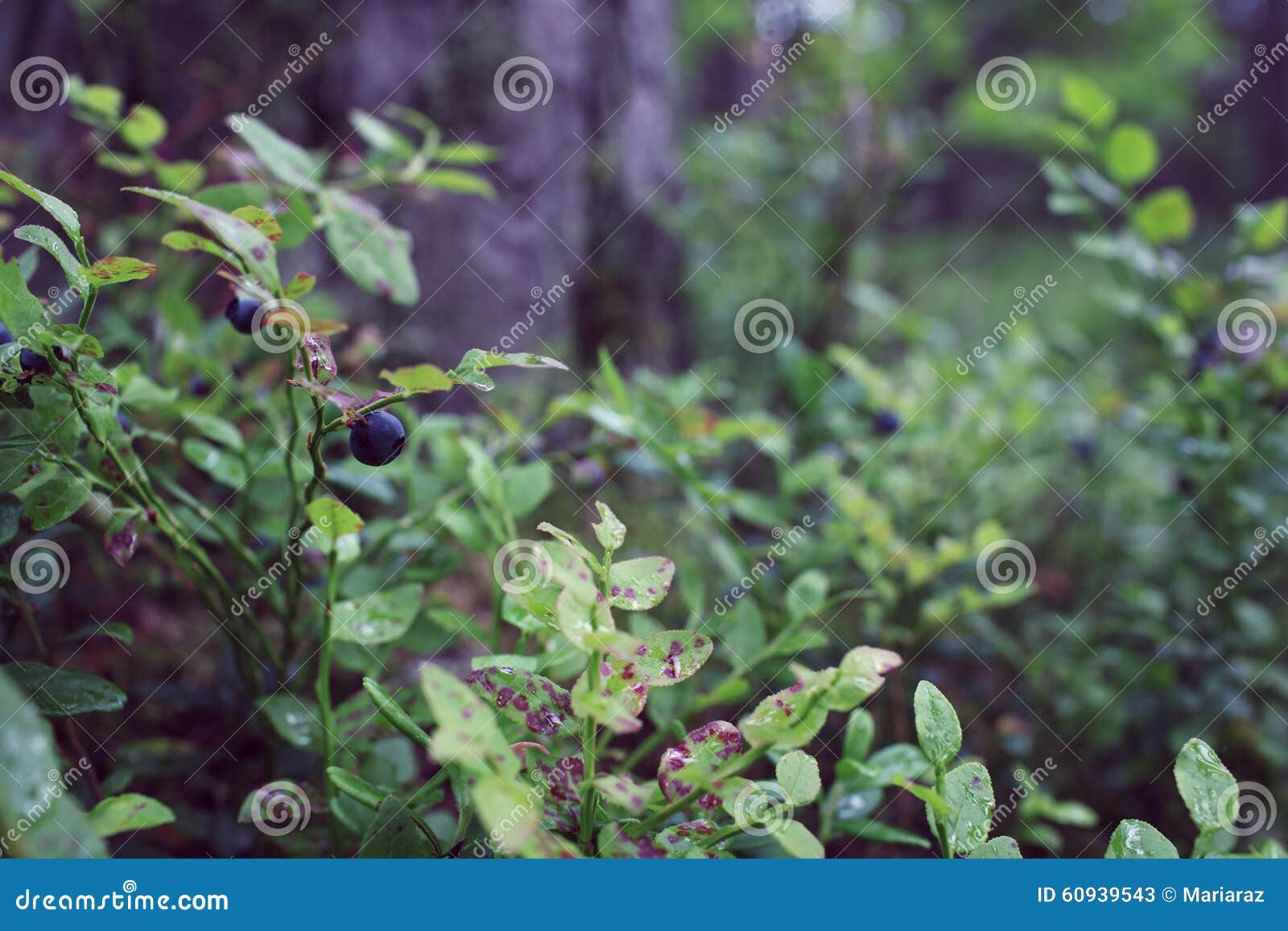 Blueberry in forest stock image. Image of bush, silence 60939543