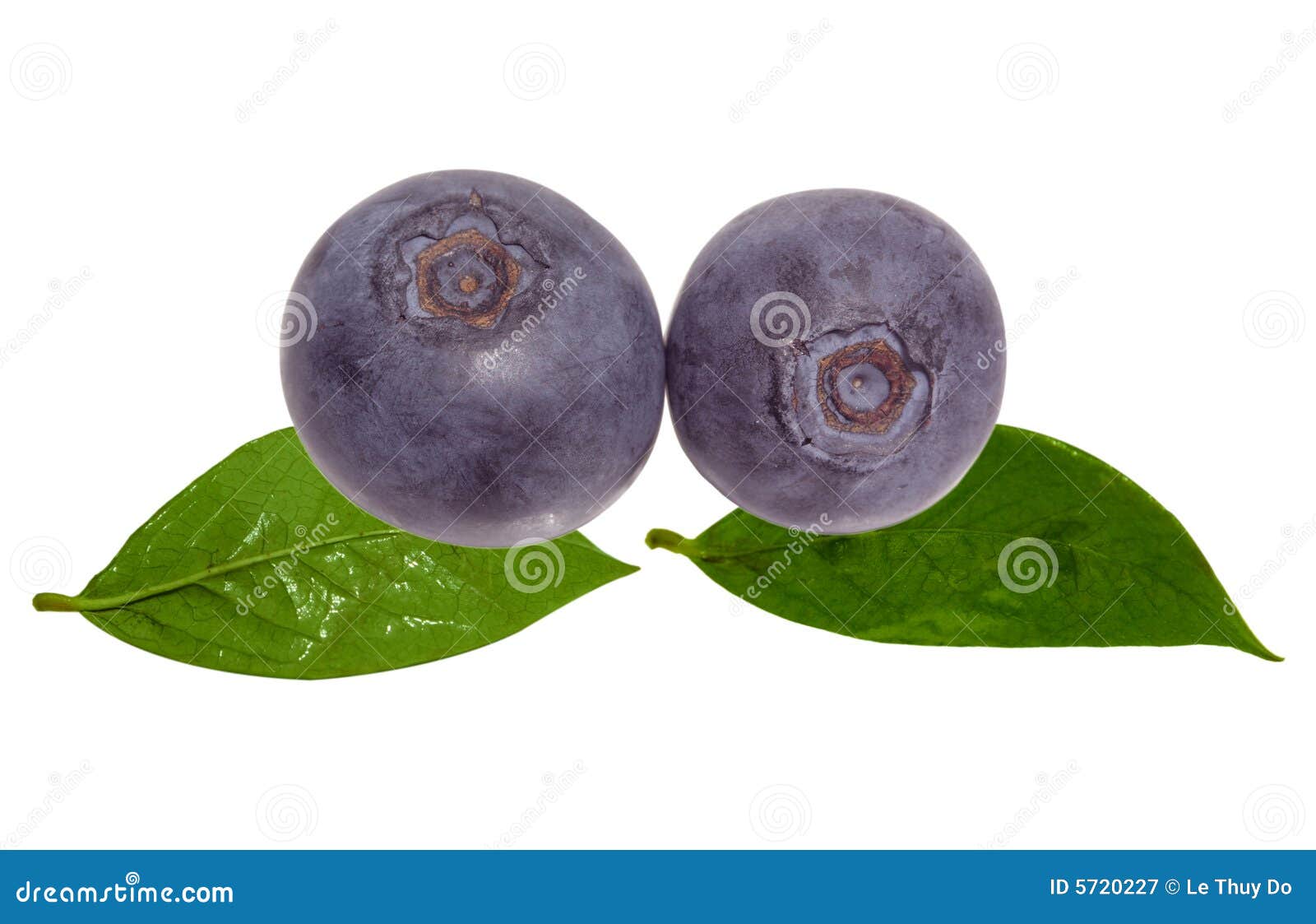 Blueberry and Leaves stock image. Image of closeup, white 5720227
