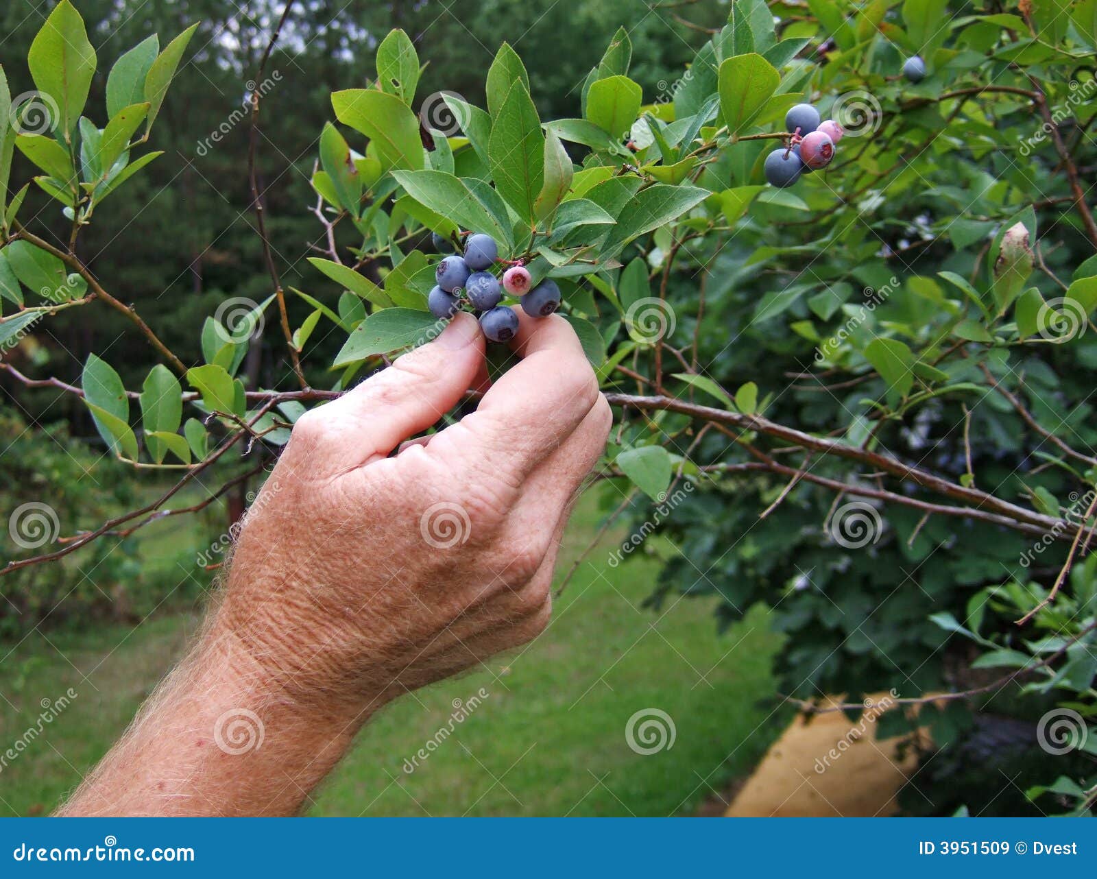 Blueberry Picking stock image. Image of pick, organic 3951509
