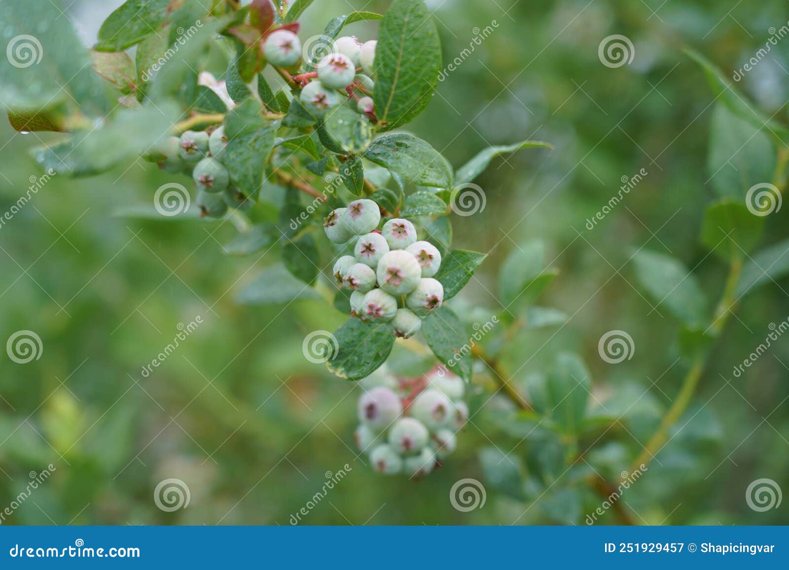 Blueberry Plantation. a Field with Blueberry Bushes Stock Image Image