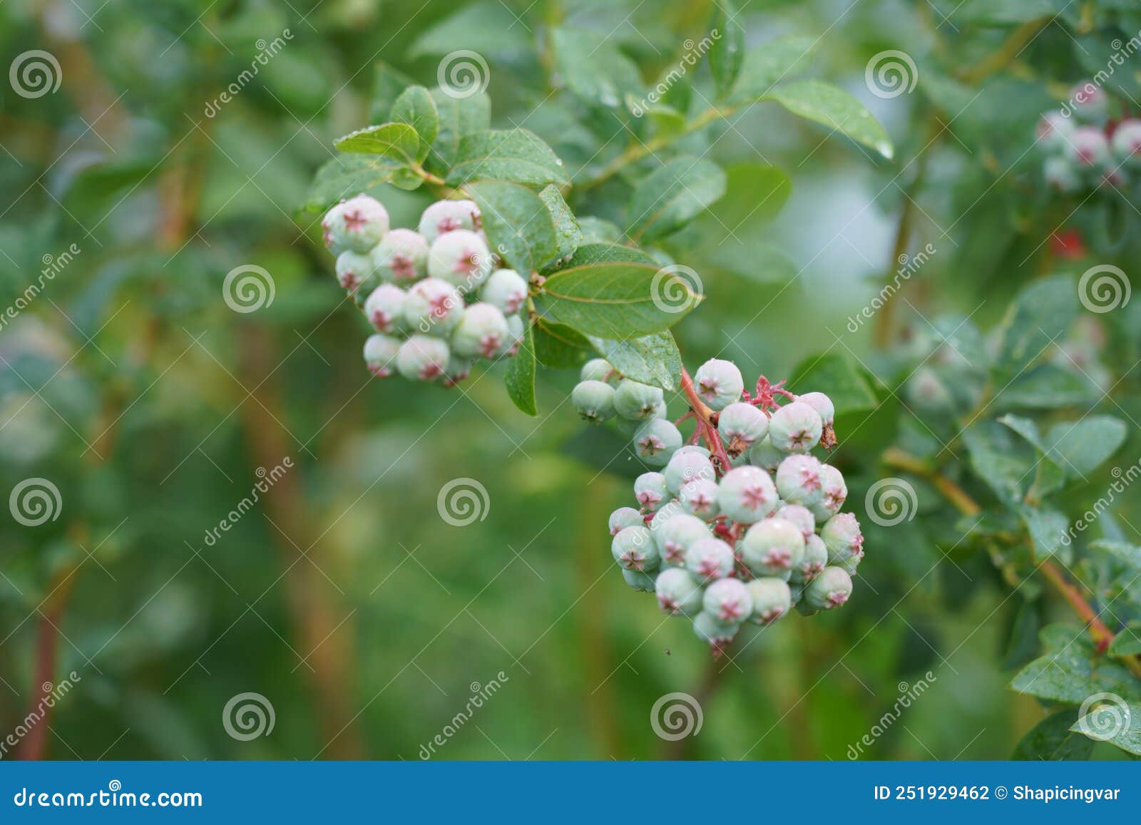 Blueberry Plantation. a Field with Blueberry Bushes Stock Photo Image