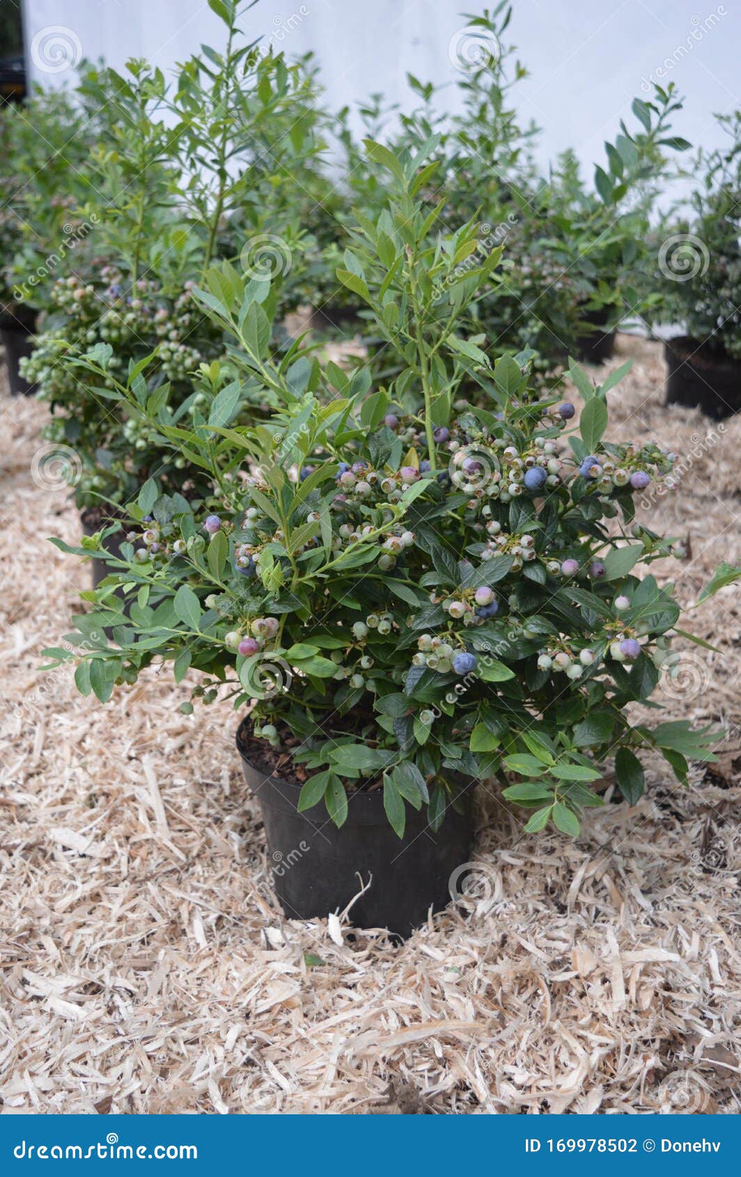 Blueberry Plants Displayed on Hay Stock Photo Image of health, ideas