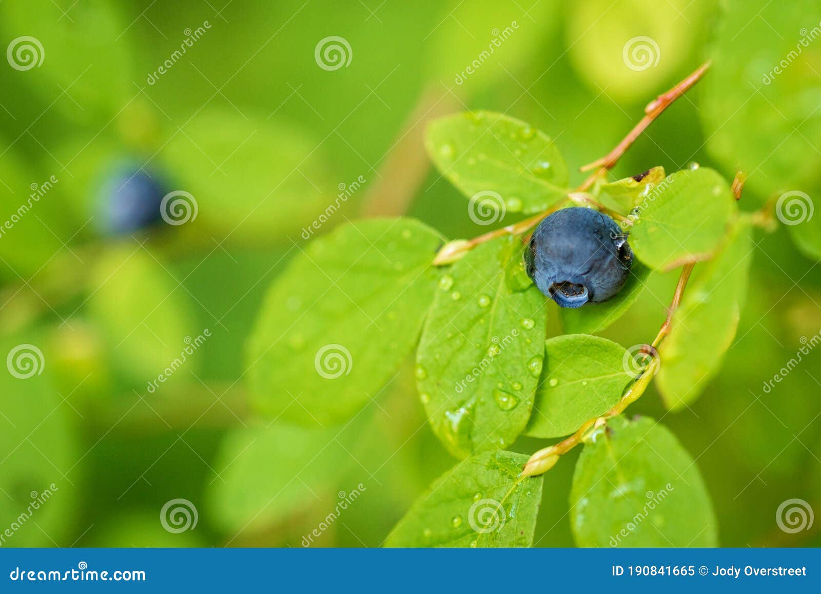 close-up of ripe blueberry in the rain