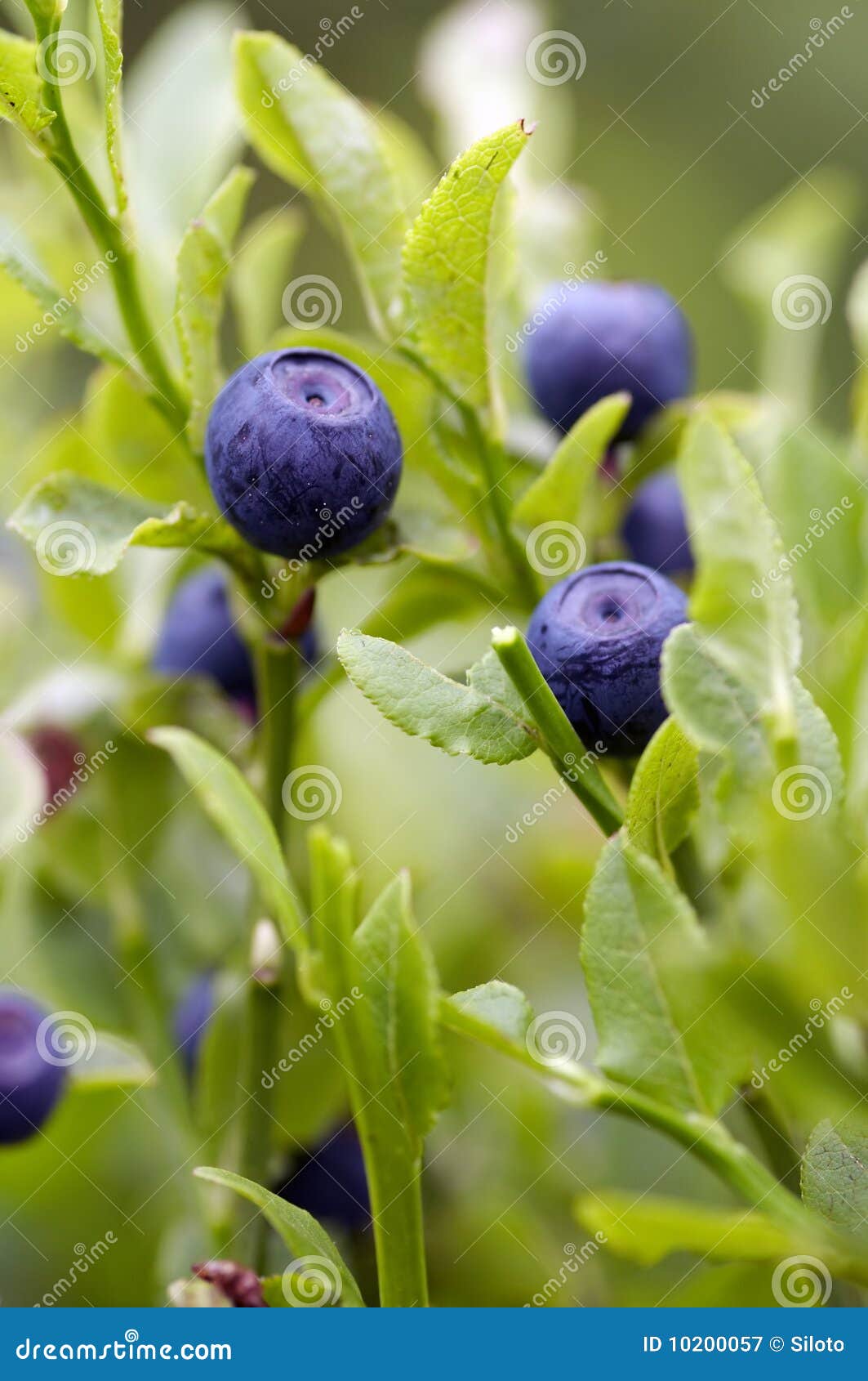 blueberry shrubs