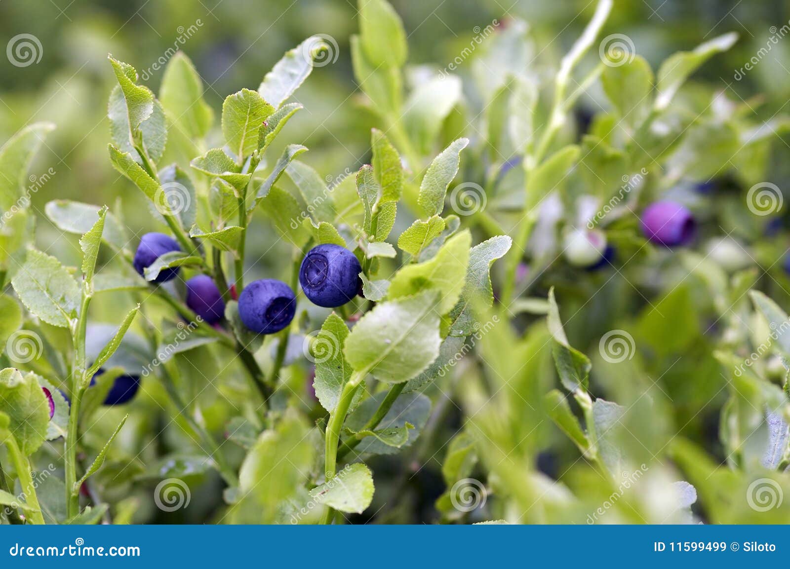 blueberry shrubs