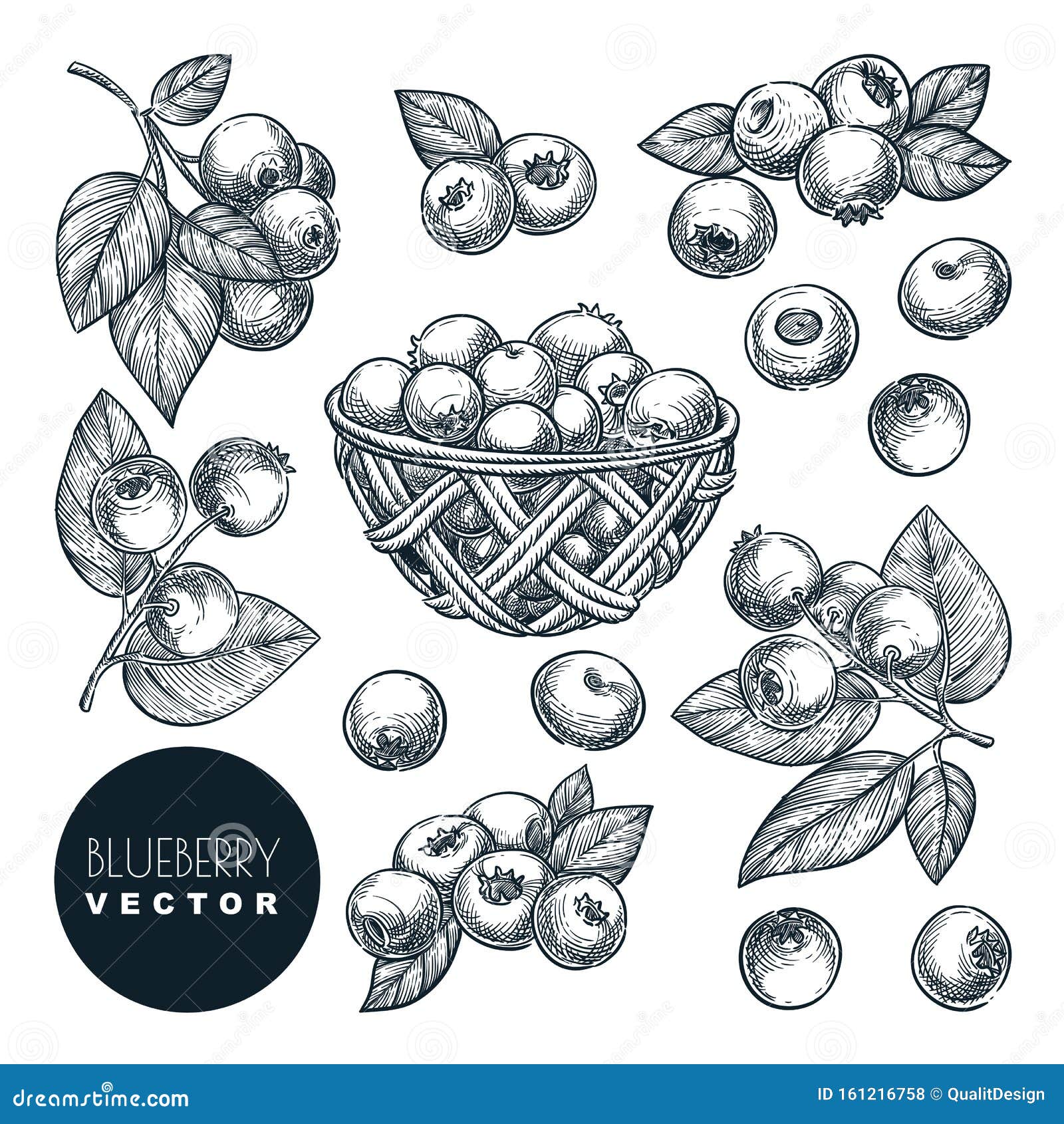 Blueberry Drawing Images  Free Download on Freepik