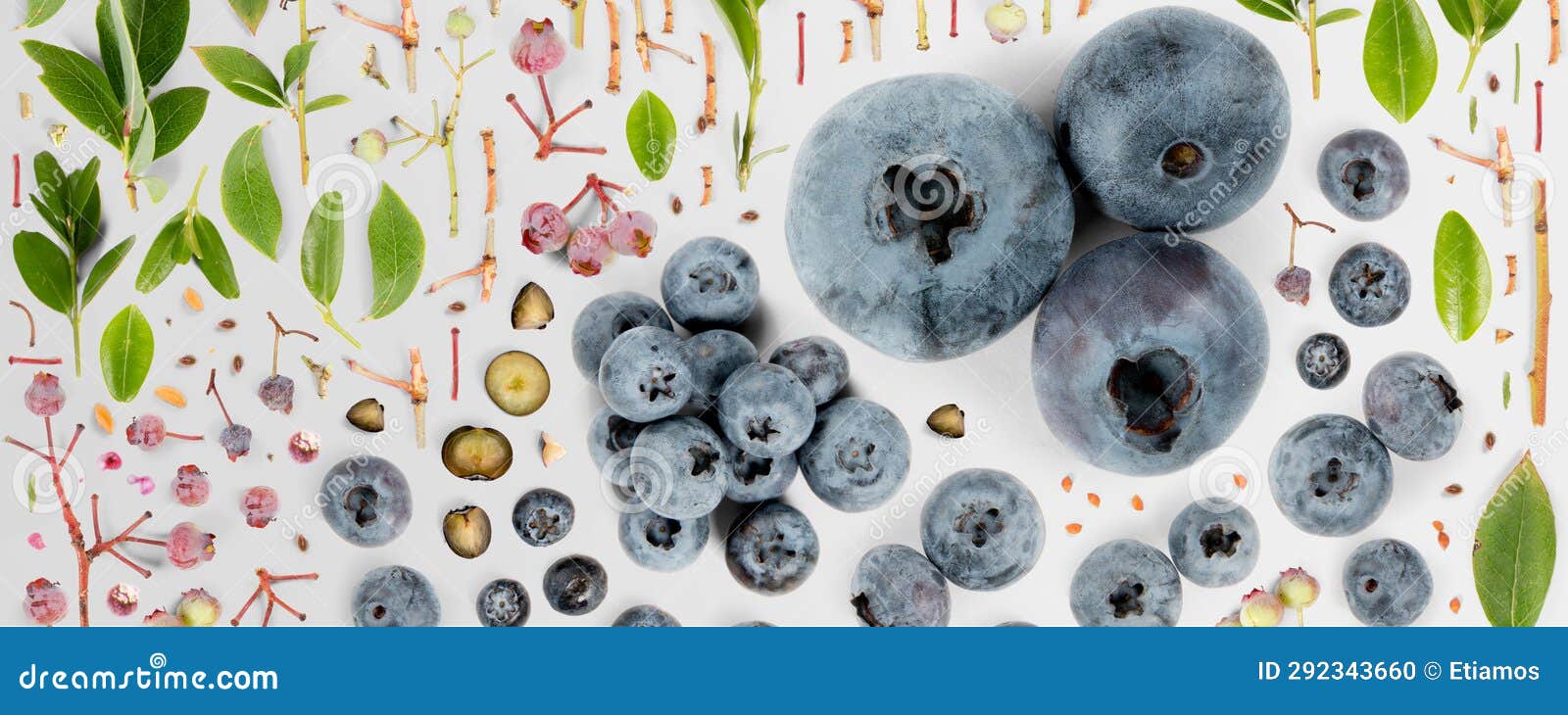 Blueberry Slice and Leaf Collection Stock Photo Image of healthy
