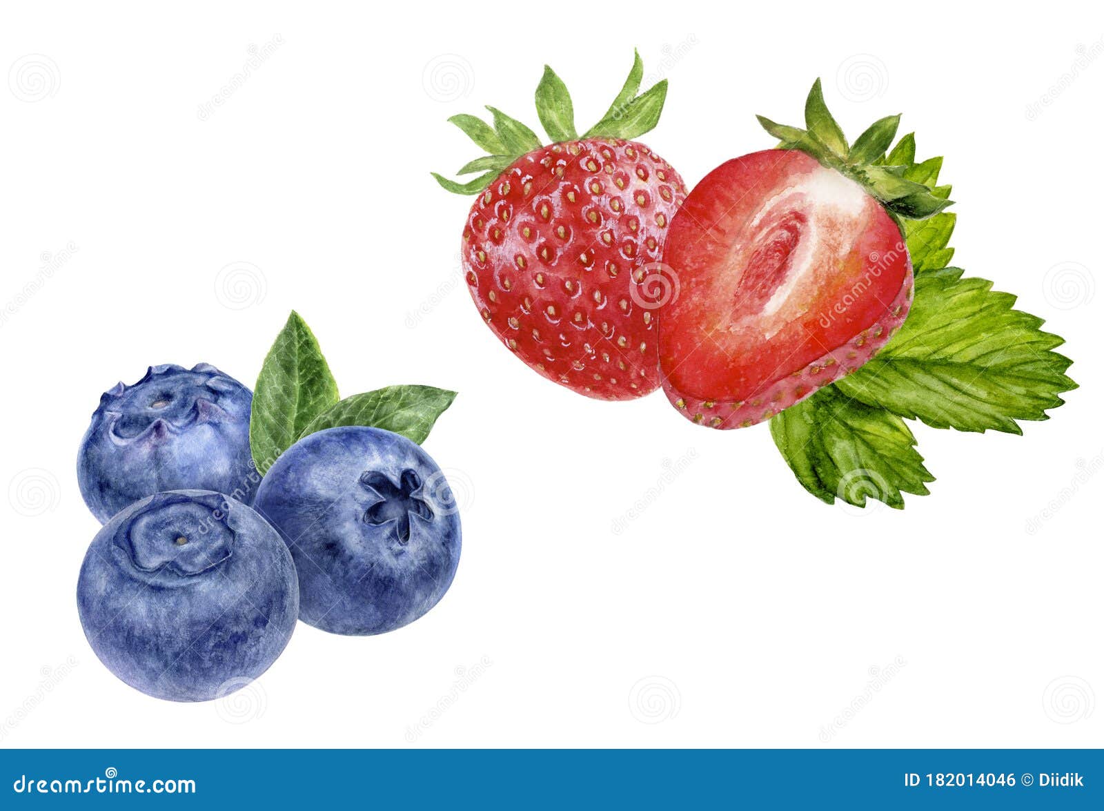 Blueberry Strawberry Hand Drawn Watercolor Illustration Isolated on